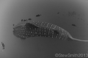 This Whale Shark was massive. by Stew Smith 